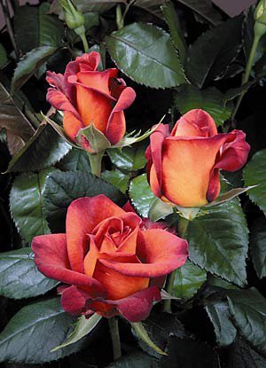 №2166983 - оригинал