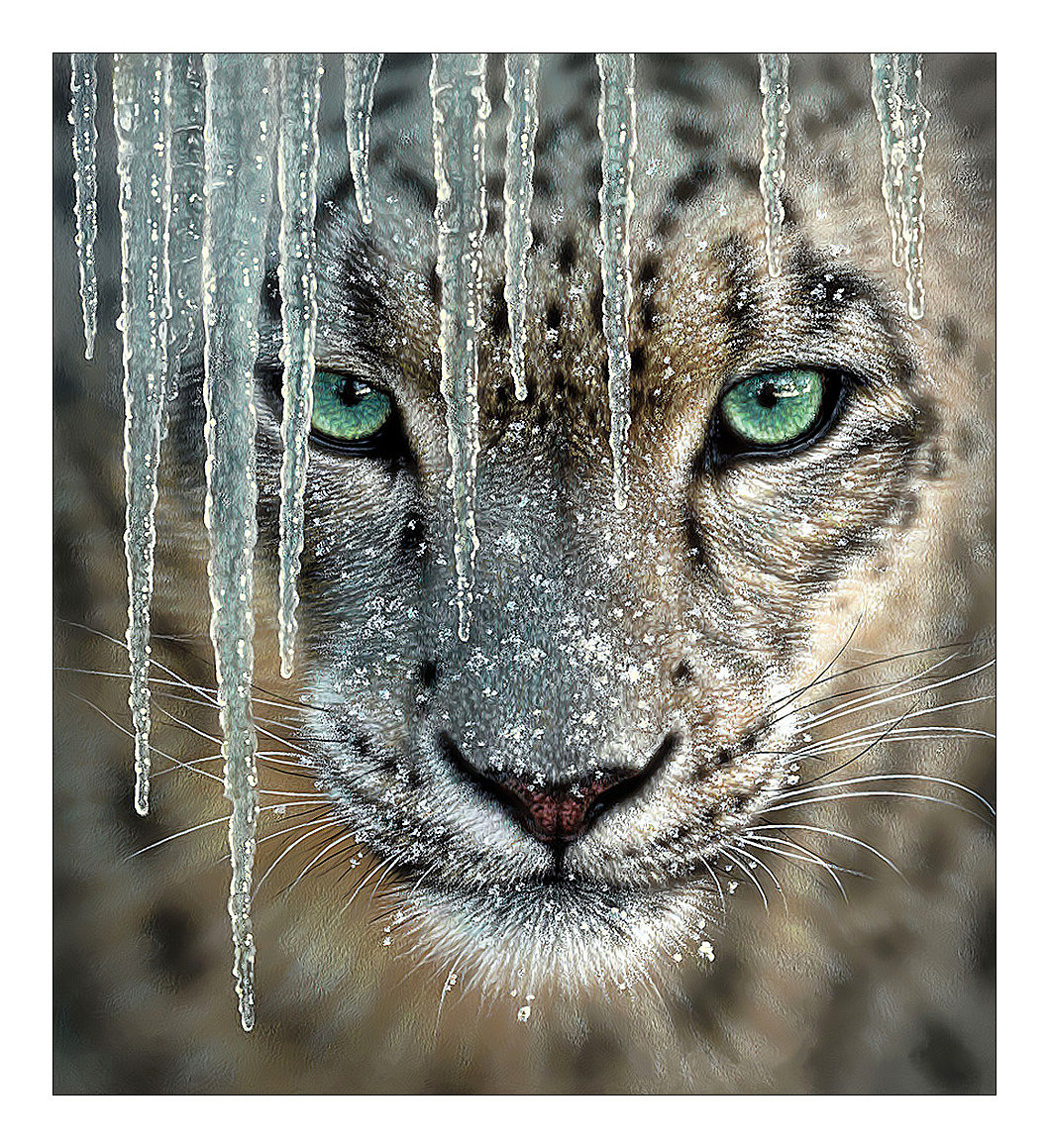 Снежный барс. - живопись, взгляд, хищник, кошка, барс - оригинал