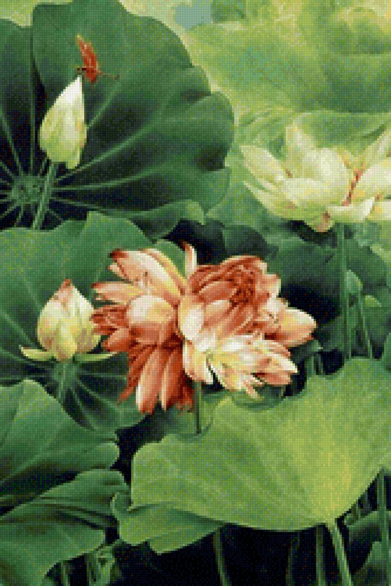 Лотос - цветы, лотос - предпросмотр