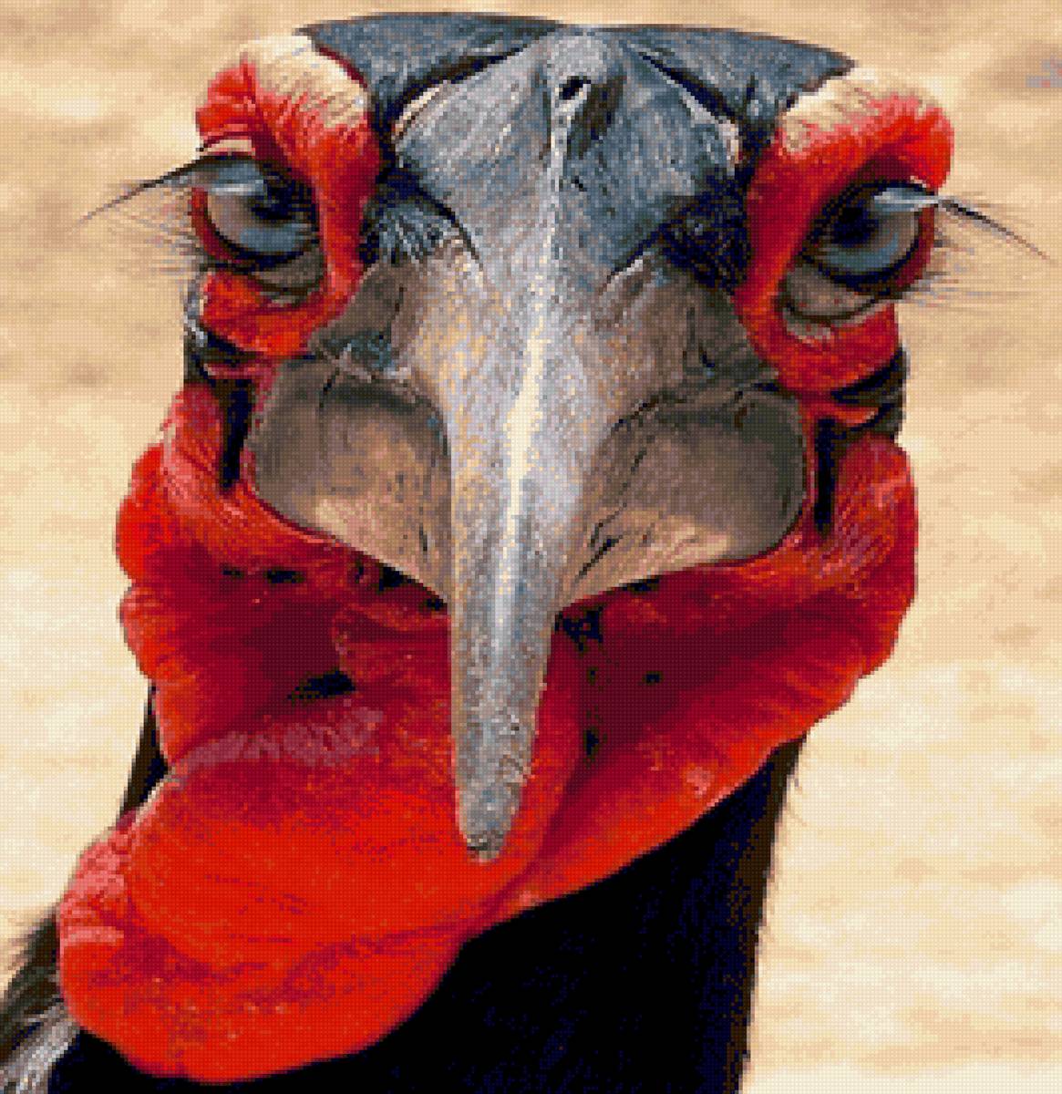 Я такой важный индюк ..Я очень, очень важный индюк - индюк, природа, птицы - предпросмотр