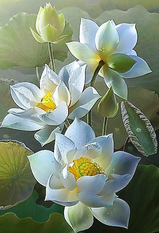 Лотосы - букет, цветы - оригинал