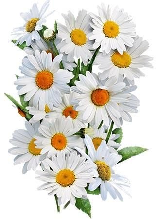 РОМАШКИ - цветы - оригинал