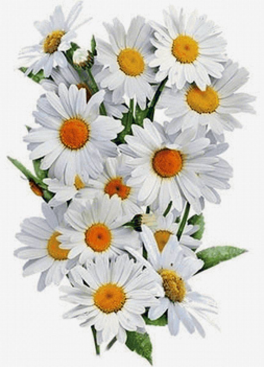 РОМАШКИ - цветы - предпросмотр
