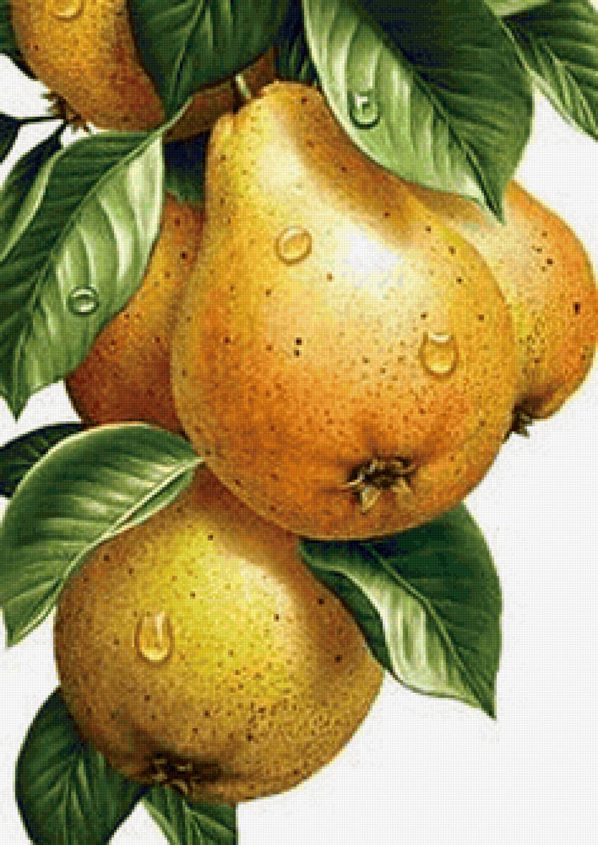 ГРУШИ - фрукты - предпросмотр