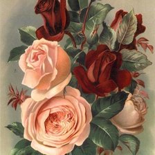 Схема вышивки «РОЗЫ»