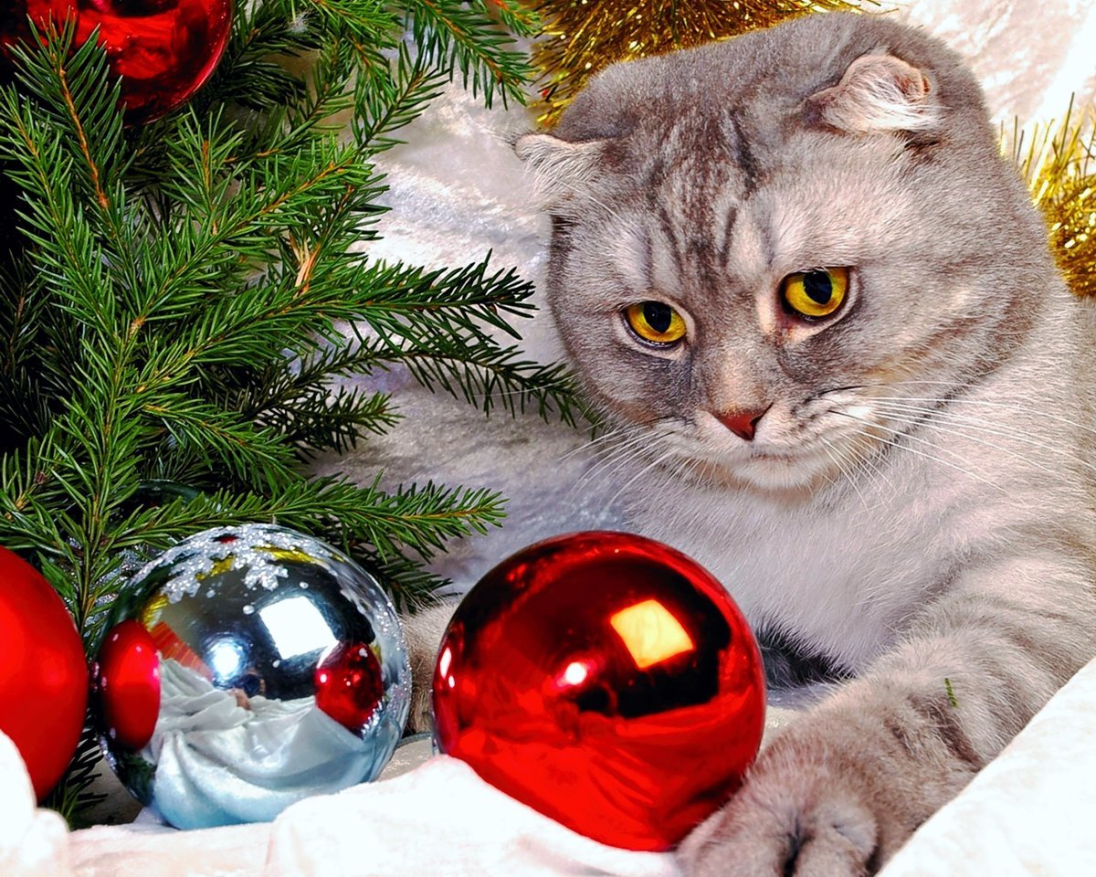 новый год, кот - кошка, новый год, шары - оригинал