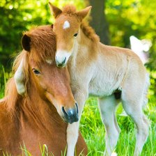 Схема вышивки «égua e potro»
