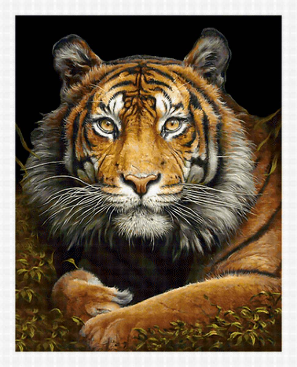 Тигр. - взгляд, тигр, хищник, живопись - предпросмотр