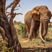 Схема вышивки «№2169263»