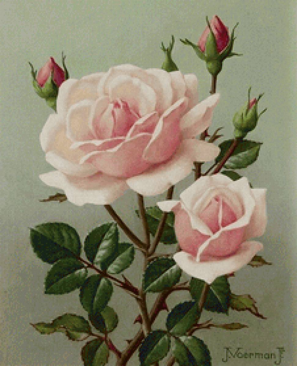 РОЗЫ - цветочные винтажные открытки - предпросмотр