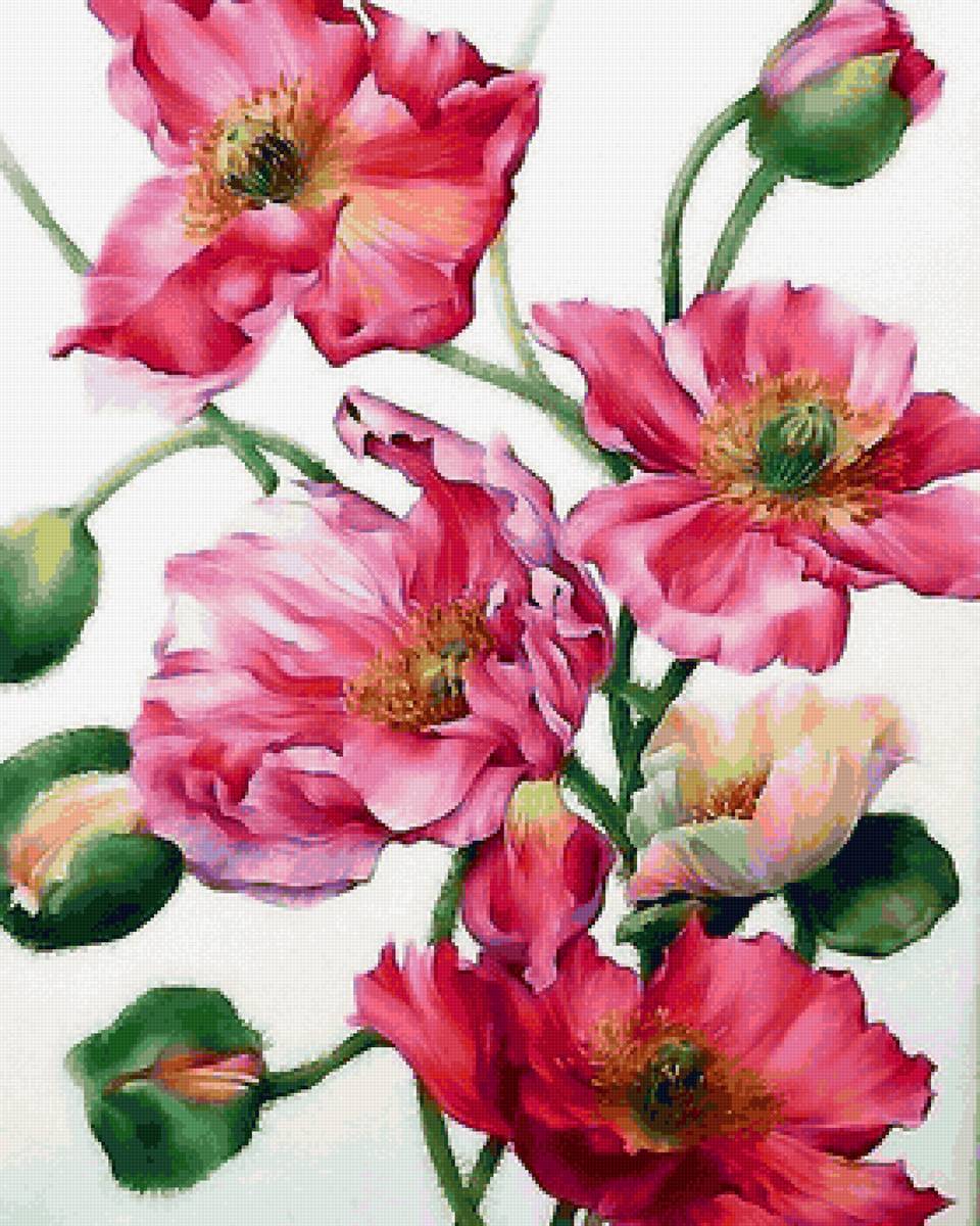 Маки - предпросмотр