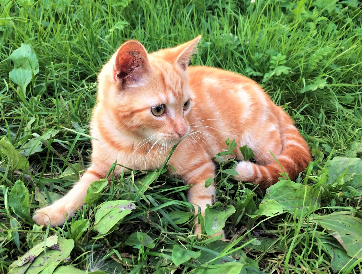 Куза гамма - оригинал