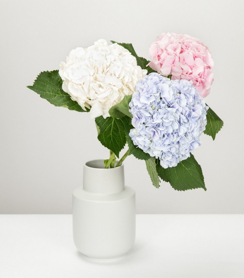 hortenzijas - з - оригинал