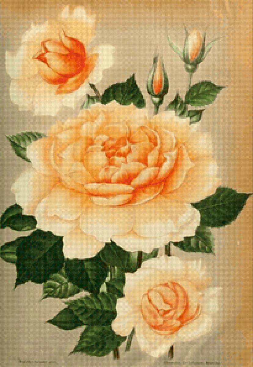 РОЗЫ - цветочные винтажные открытки - предпросмотр