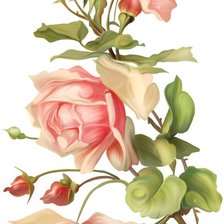Оригинал схемы вышивки «розы» (№2170286)