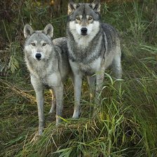 Схема вышивки «№2170358»