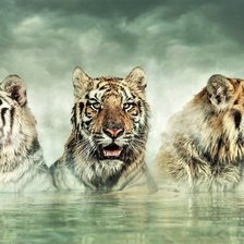 Схема вышивки «№2170552»