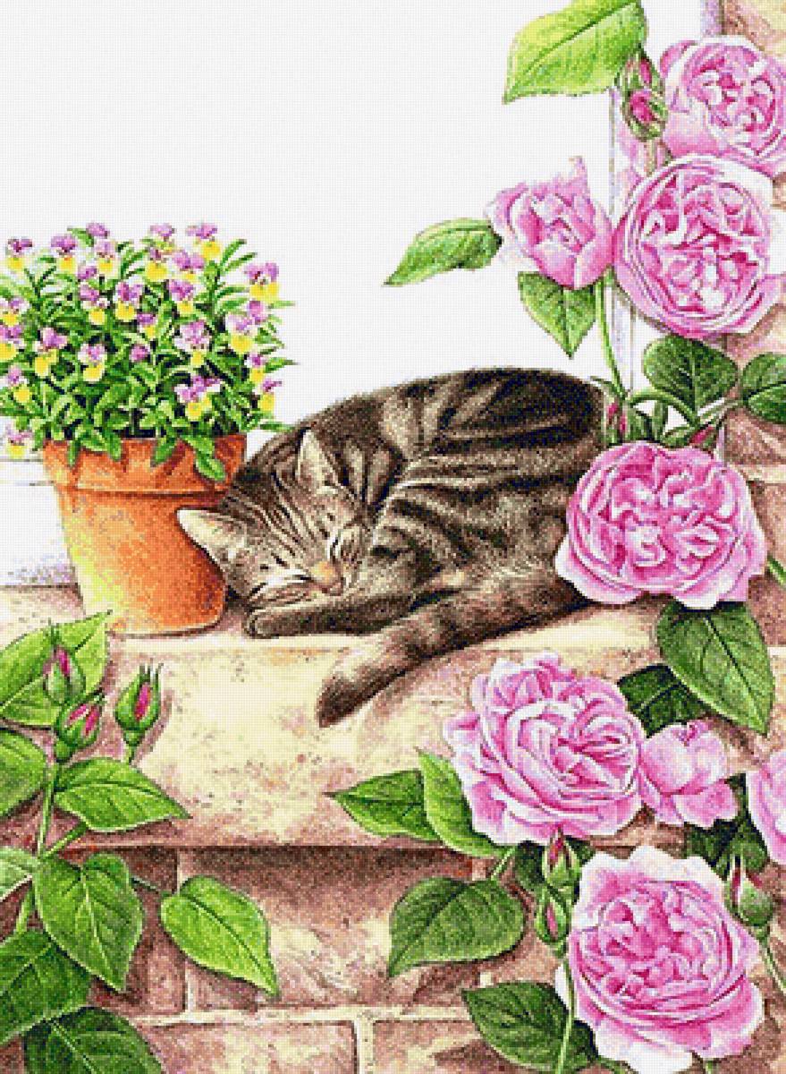 Спящий кот - розы, кот в цветах, цветы, кот - предпросмотр