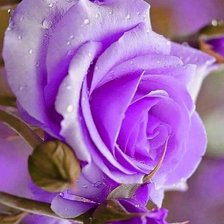 Схема вышивки «Роза»