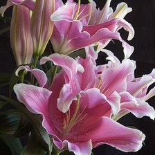 Схема вышивки «цветы»