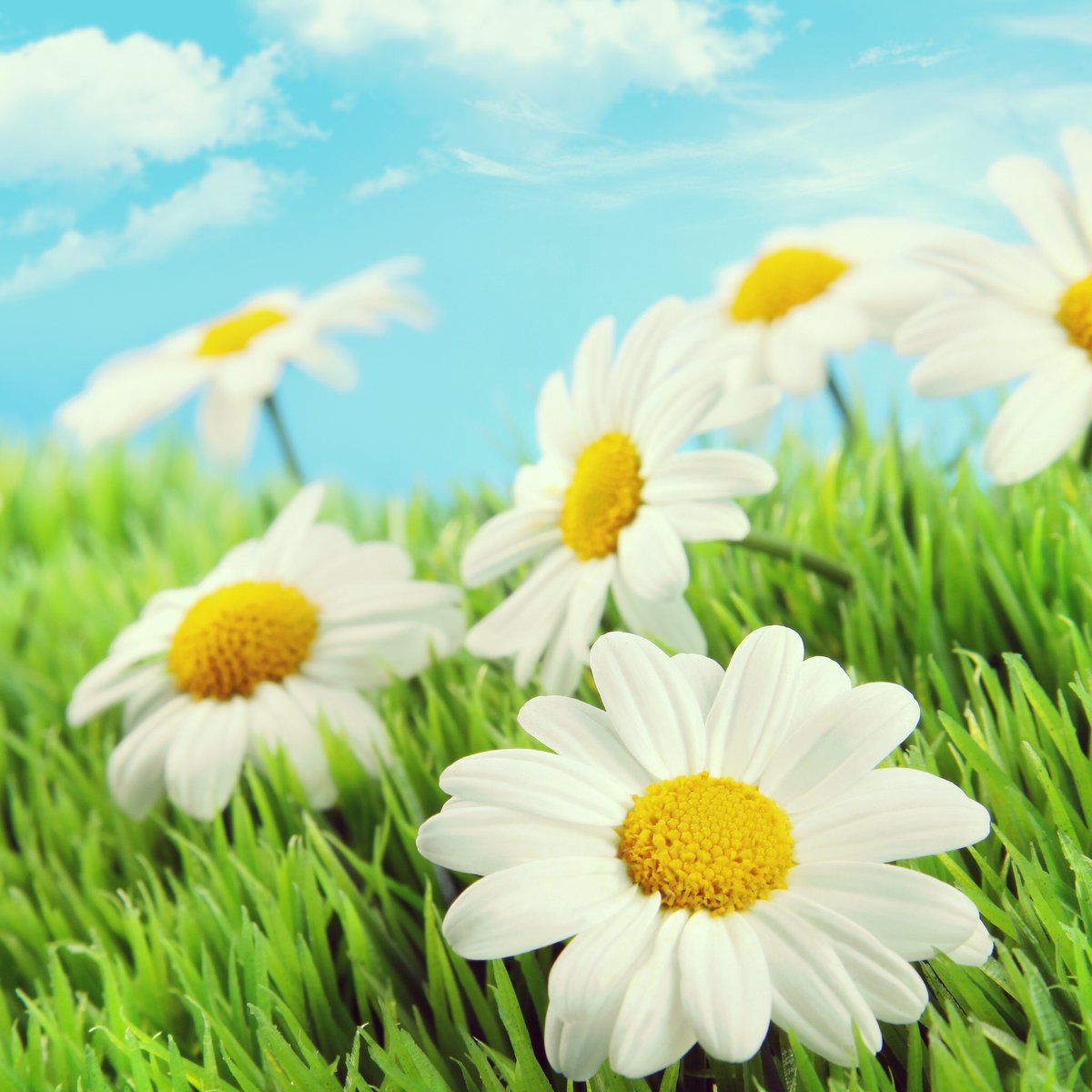 Ромашки - оригинал