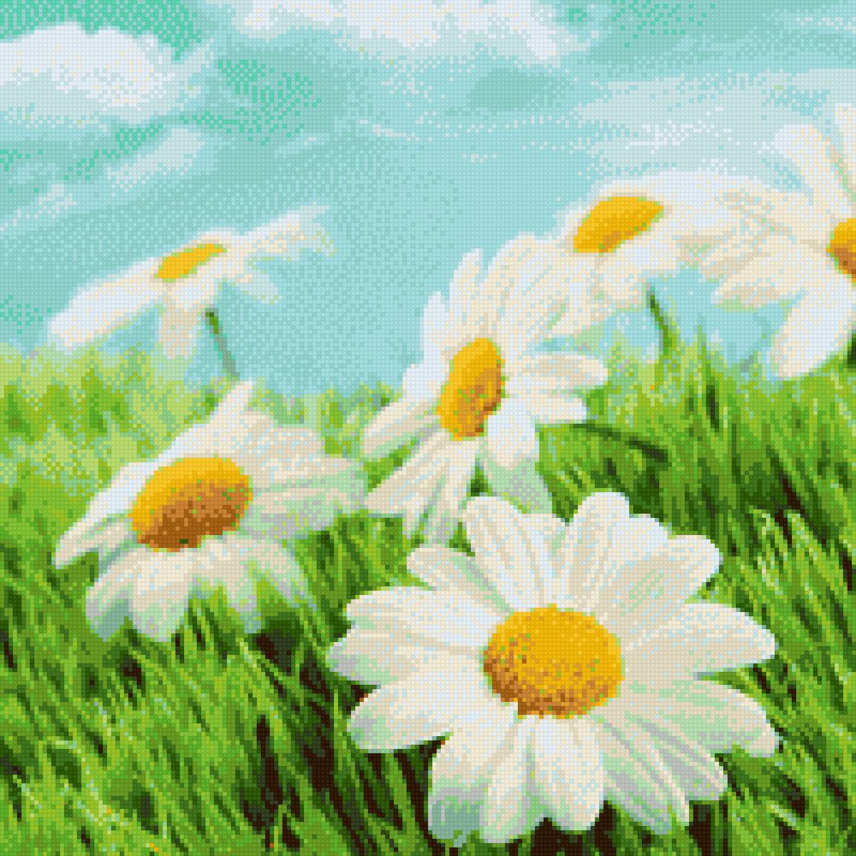 Ромашки - предпросмотр