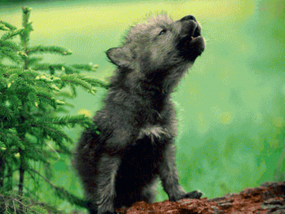 Волчонок. Проба голоса - волчий вой, лес, волки - предпросмотр