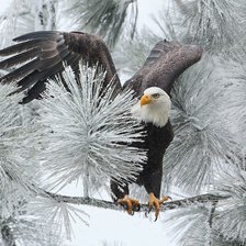 Орел зимой