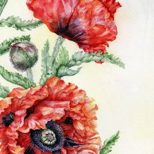 Панелька Маки