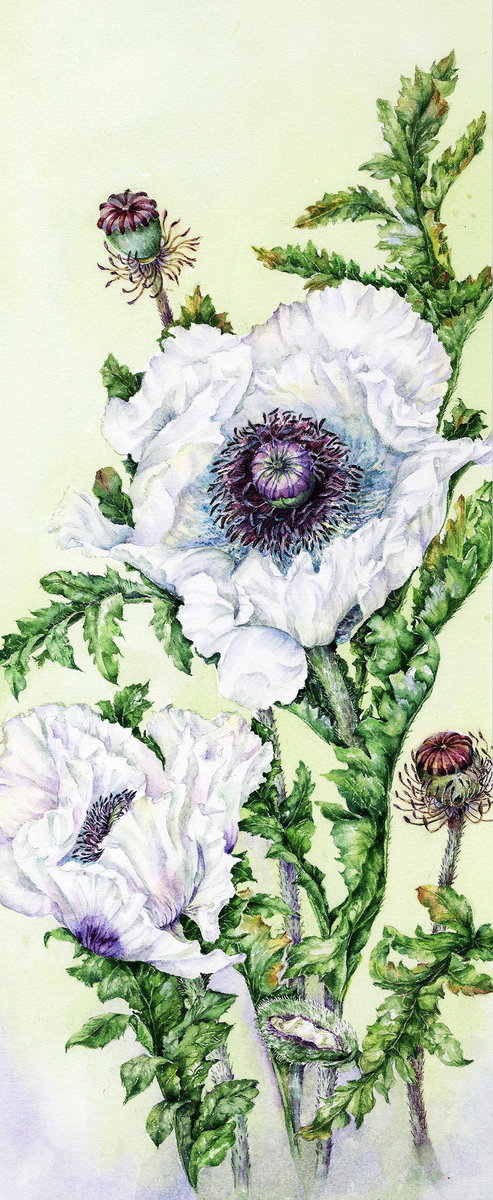 Панелька Маки - оригинал