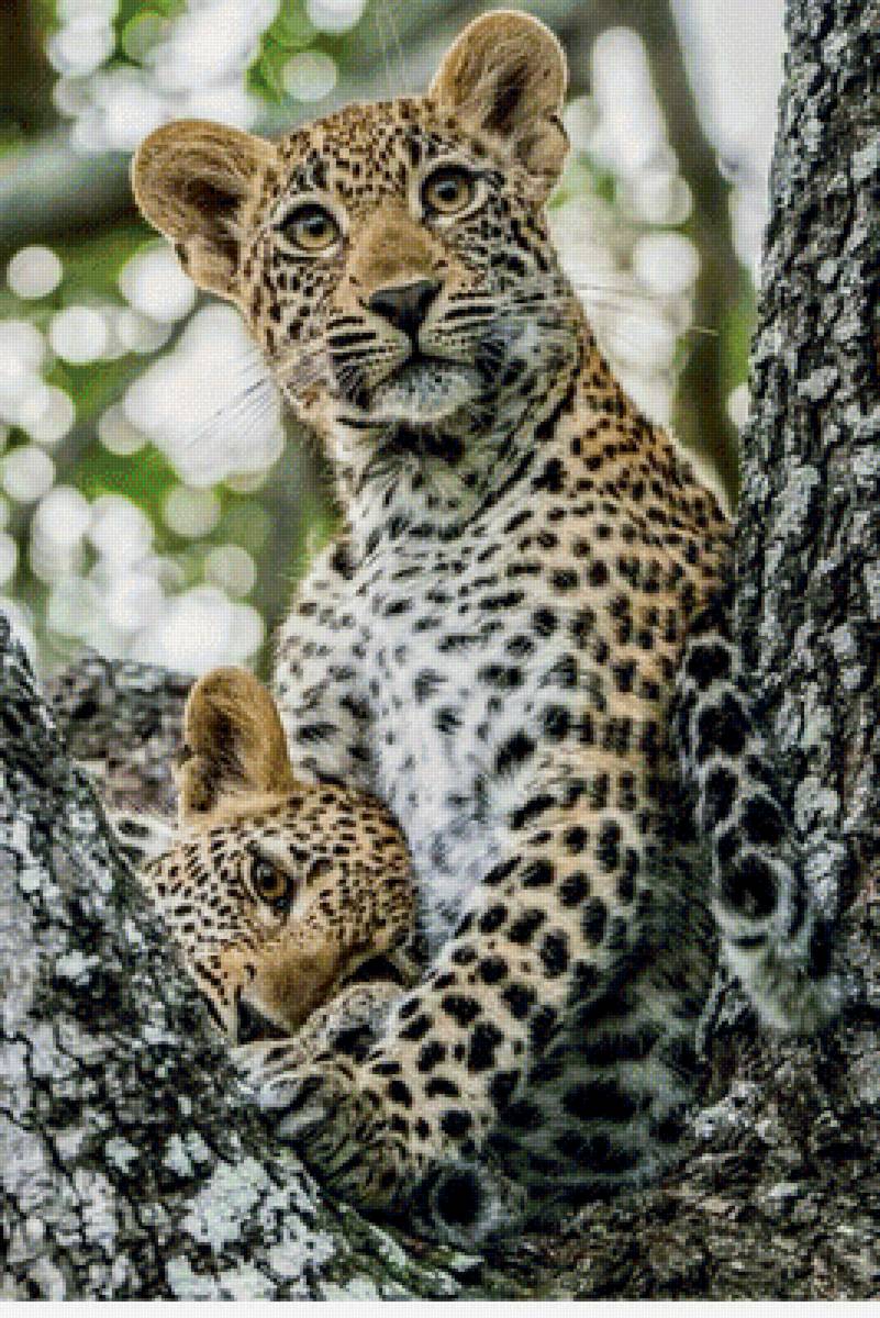 леопард, животные - предпросмотр