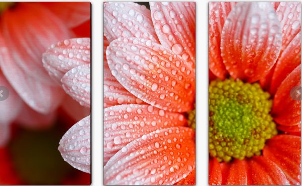 №2171800 - модульная, цветы, гербера, красота - оригинал