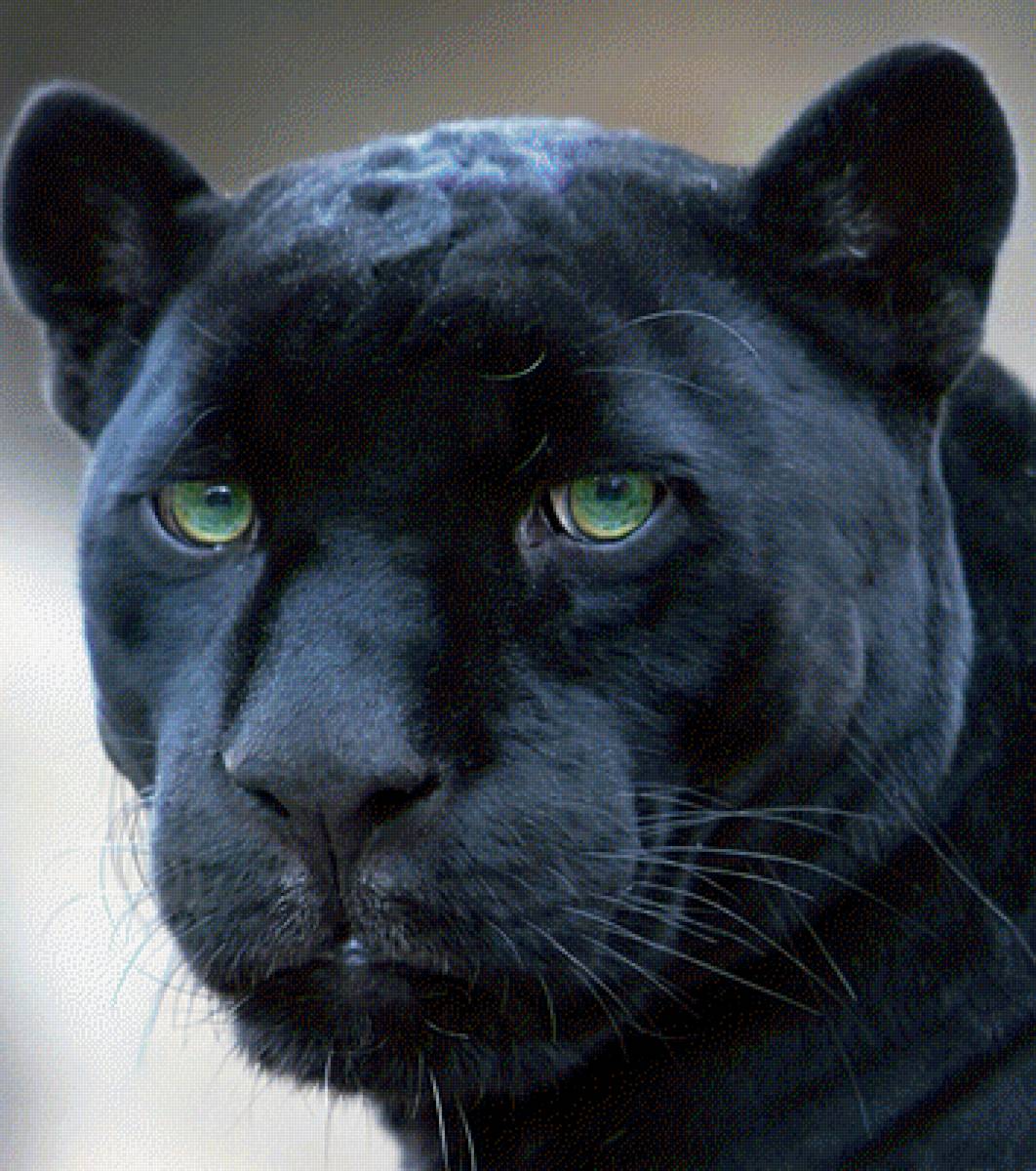 Пантера - предпросмотр