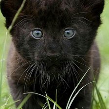 Схема вышивки «Пантера»