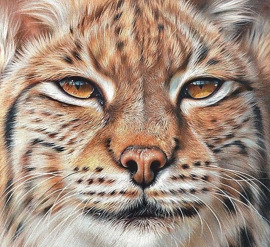 дикие - оригинал