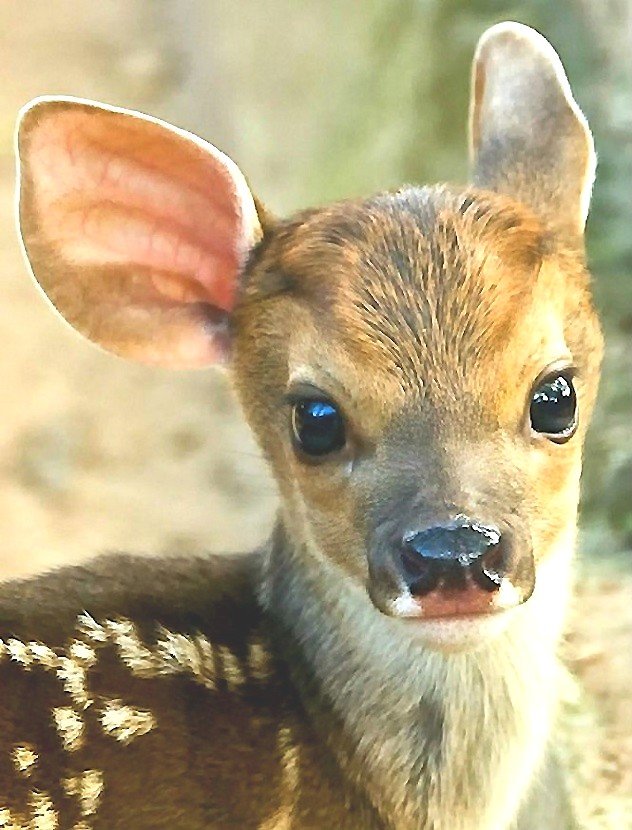 олененок - оригинал