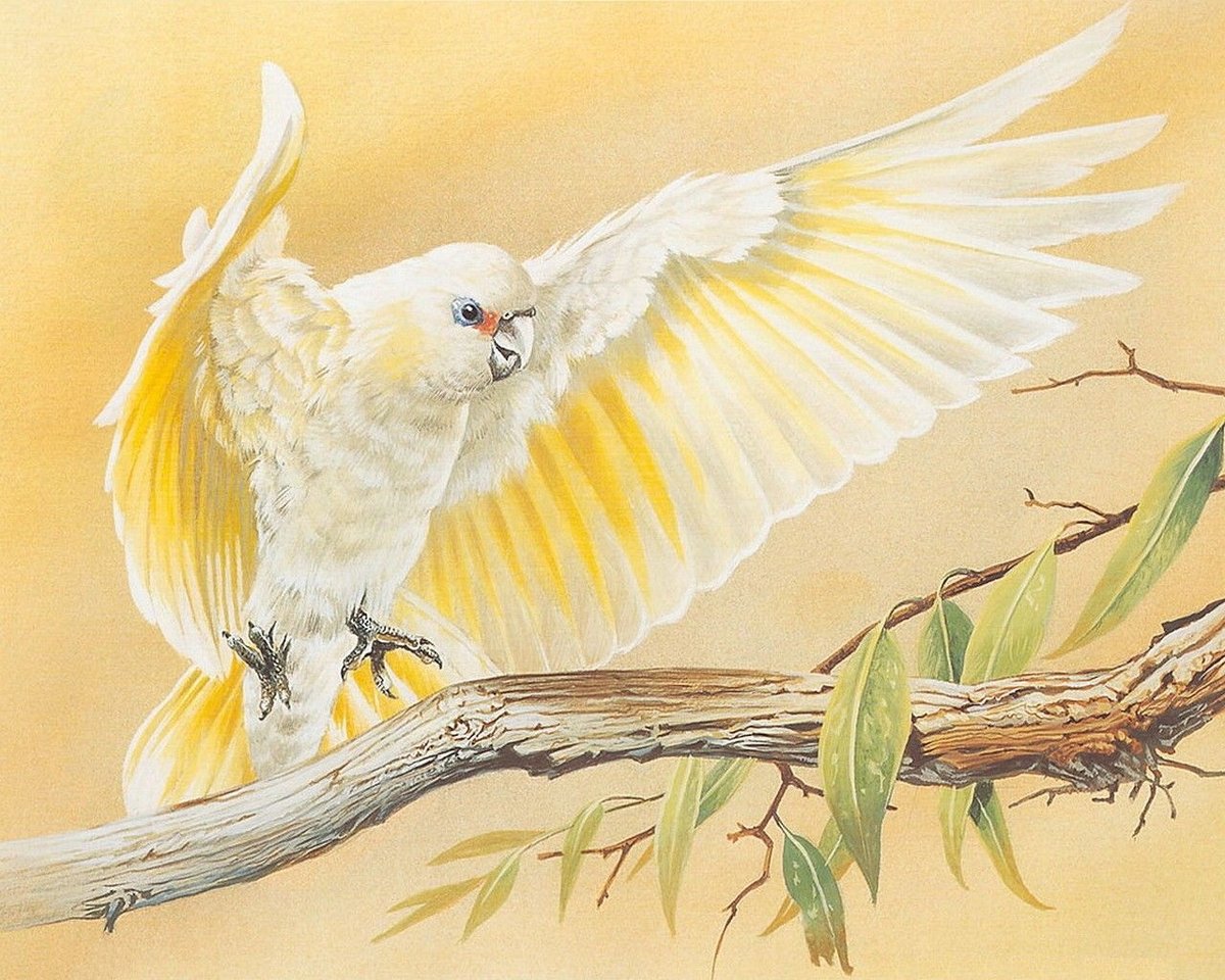 Попугай - оригинал