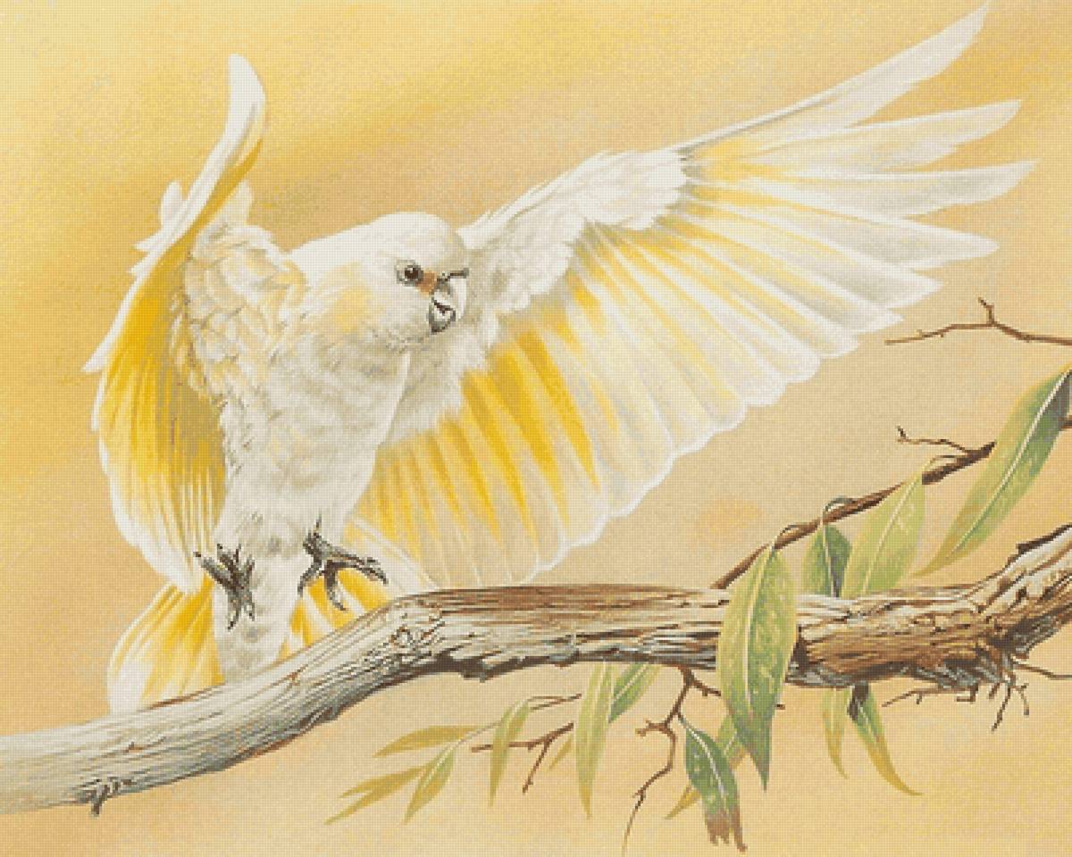 Попугай - предпросмотр