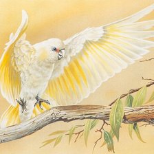 Схема вышивки «Попугай»