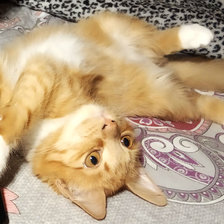 Схема вышивки «моя рыжая любимка»