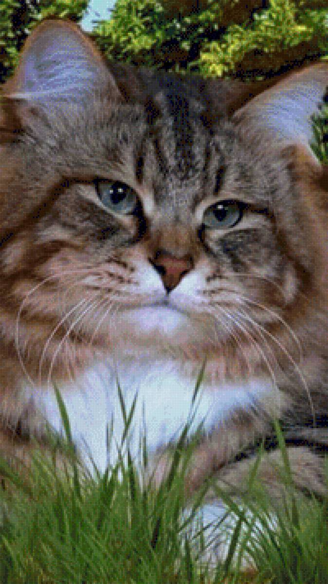 Мой первый котик) - предпросмотр