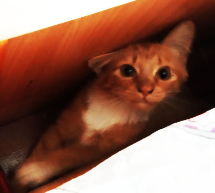 спряталась - оригинал