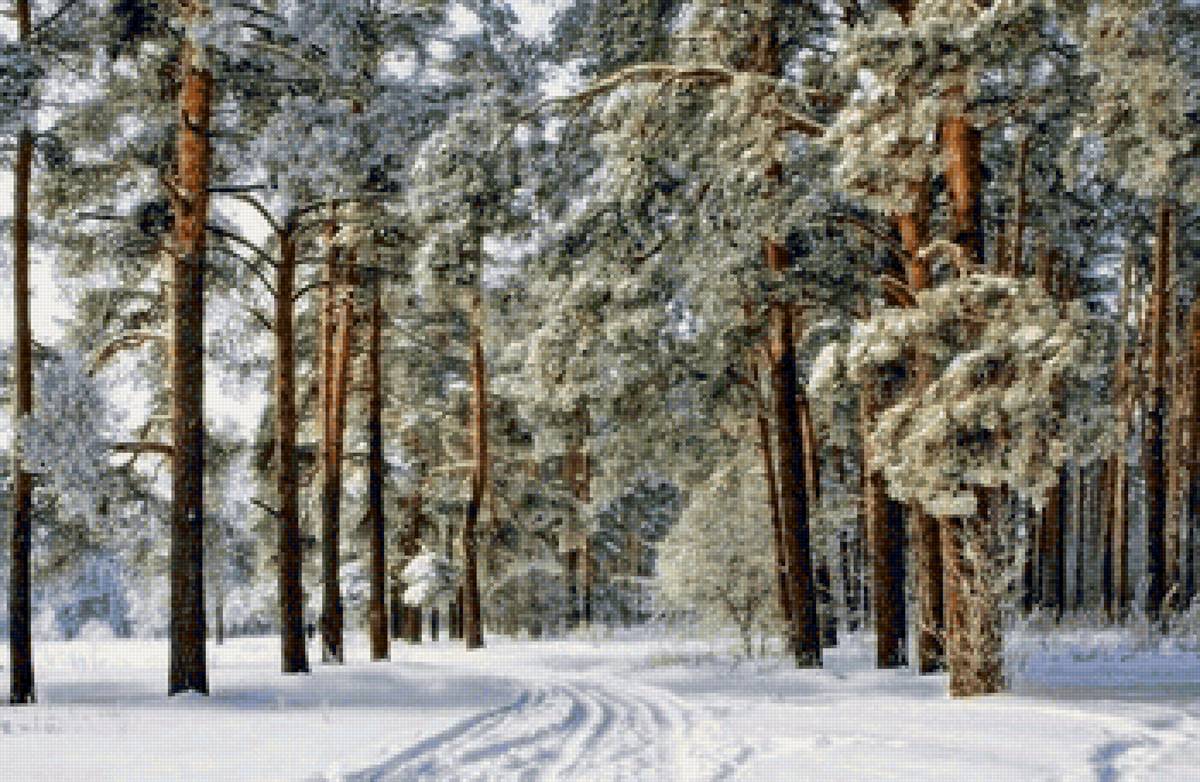 зимний лес - сосны, дорога, снег - предпросмотр