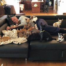 Схема вышивки «Собачки»