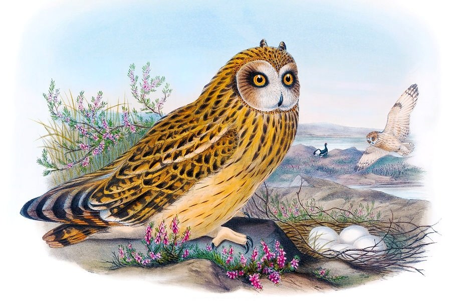 Сова - оригинал