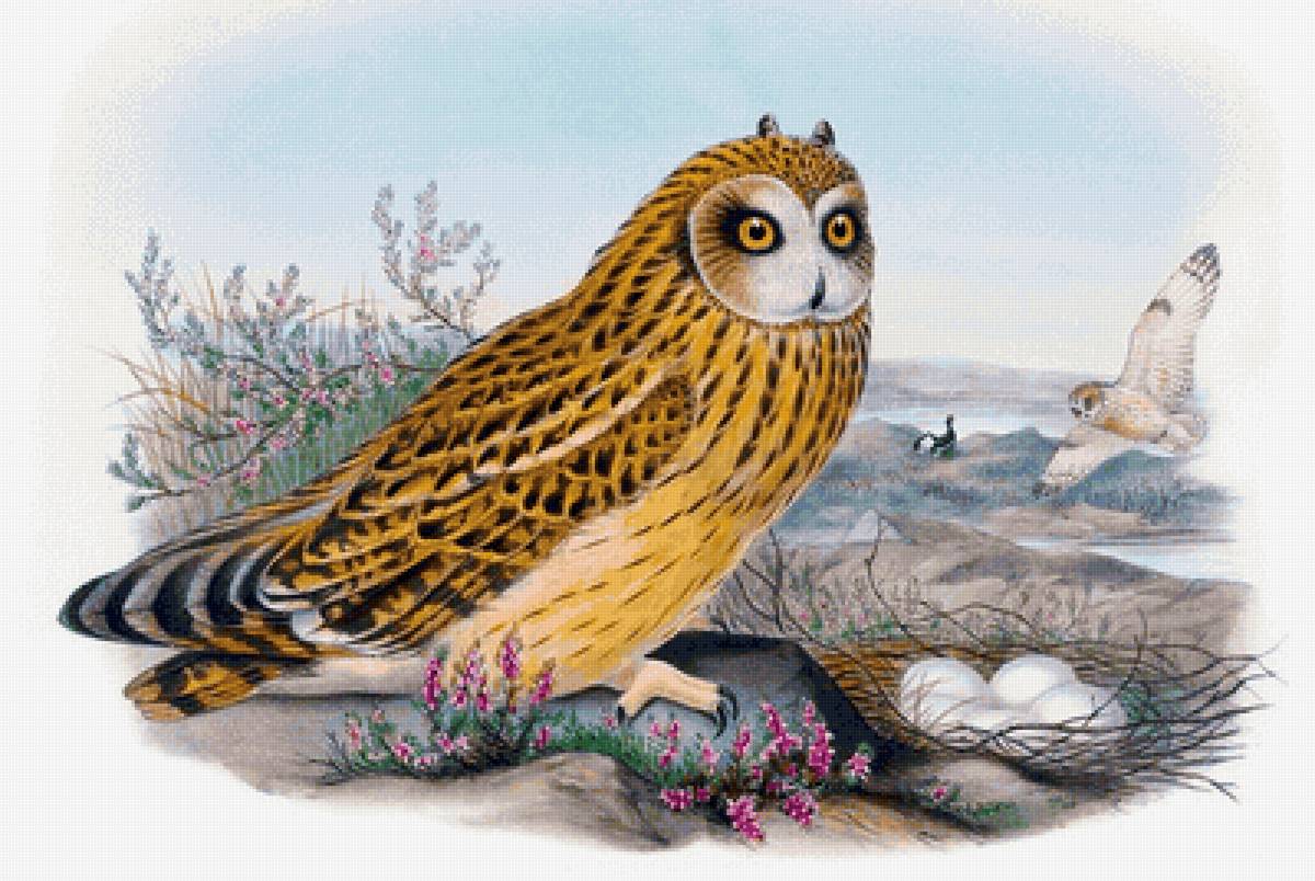 Сова - предпросмотр