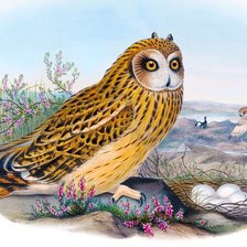 Схема вышивки «Сова»