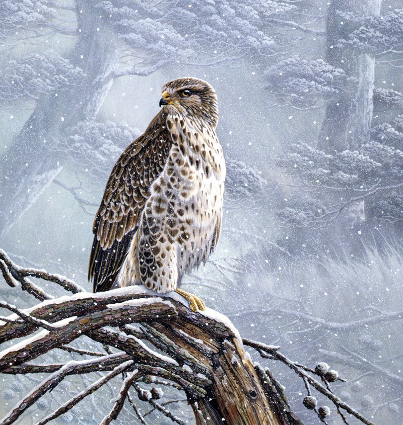 Ястреб - оригинал