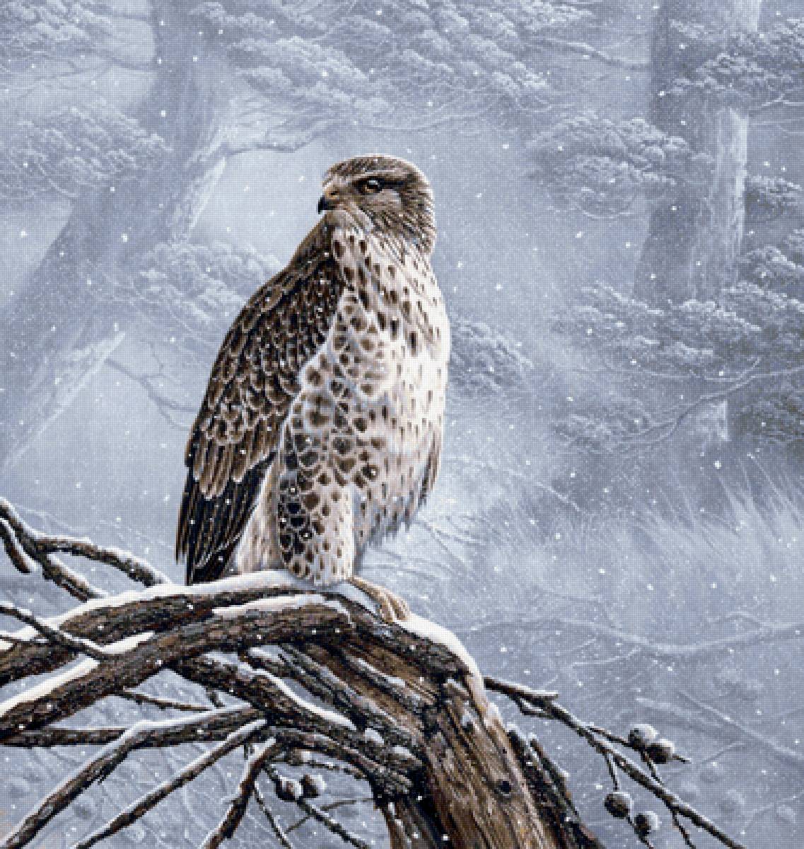 Ястреб - предпросмотр