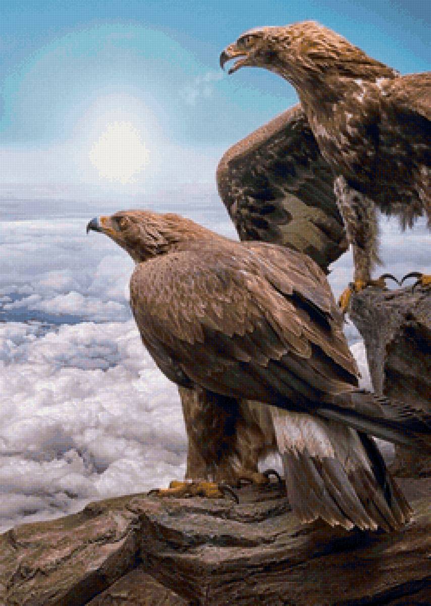 птицы - предпросмотр